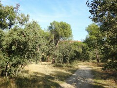 Pinus pinea