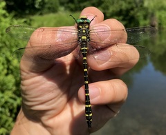 Cordulegaster boltonii