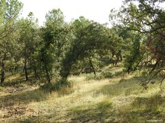 Pinus pinea