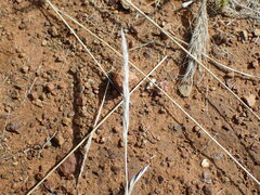 Aristida congesta