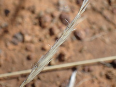 Aristida congesta