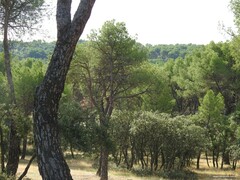 Pinus pinea
