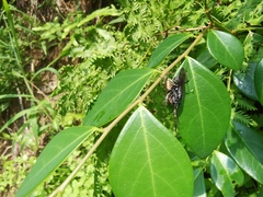Dendrolycosa