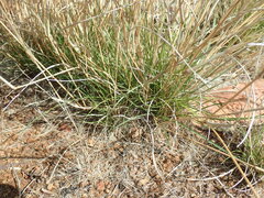 Aristida congesta