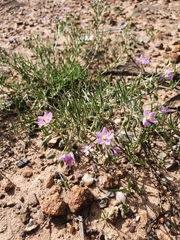Spergularia rubra