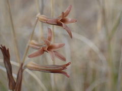 Dipcadi ciliare