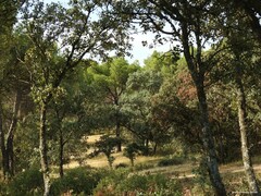Pinus pinea