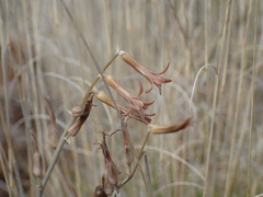 Dipcadi ciliare