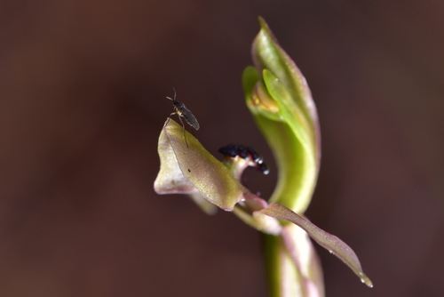 Image of Chiloglottis trapeziformis by (c) Christopher Stephens, some rights reserved (CC BY-SA)