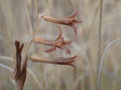 Dipcadi ciliare