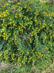 Genista linifolia