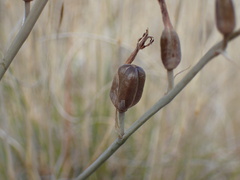 Dipcadi ciliare