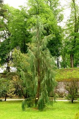 Cupressus cashmeriana