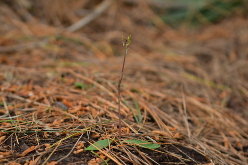 Image of Chiloglottis trapeziformis by (c) Christopher Stephens, some rights reserved (CC BY-SA)