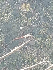 Sympetrum nigrifemur