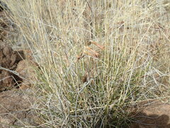 Dipcadi ciliare