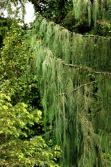 Cupressus cashmeriana