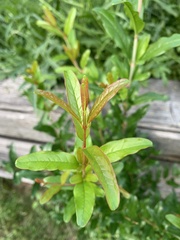 Punica granatum