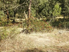 Pinus pinea