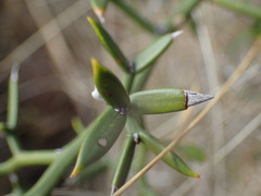 Asparagus striatus
