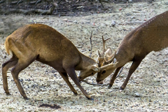 Axis porcinus porcinus