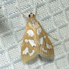 Diastictis