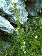 Turritis glabra