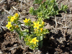 Sebaea leiostyla
