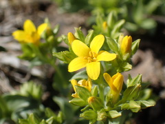 Sebaea leiostyla