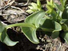 Sebaea leiostyla