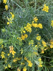 Genista linifolia