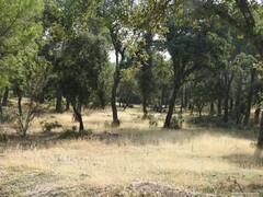 Pinus pinea