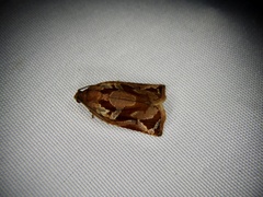 Archips oporana