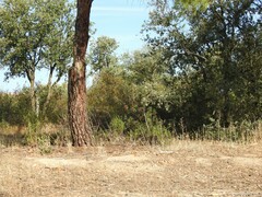 Pinus pinea