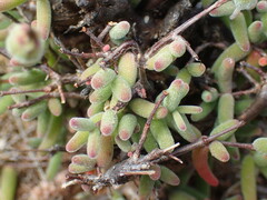 Drosanthemum hispidum