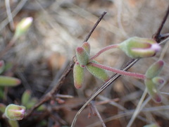 Drosanthemum hispidum