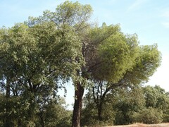 Pinus pinea