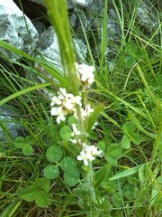 Turritis glabra