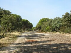 Pinus pinea