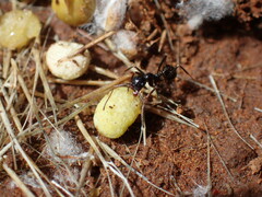 Messor capensis
