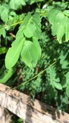 Polyura hebe plautus