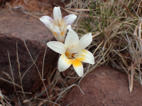 Image of Freesia andersoniae by (c) Mahomed Desai, some rights reserved (CC BY)