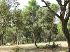 Pinus pinea