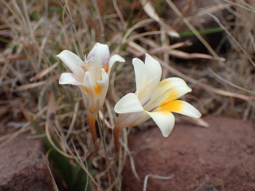 Image of Freesia andersoniae by (c) Mahomed Desai, some rights reserved (CC BY)