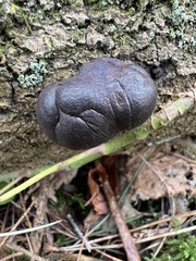 Daldinia concentrica