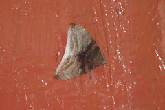Geometroidea