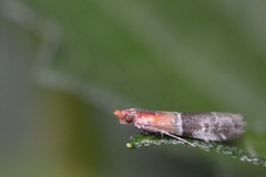 Moodna pallidostrinella