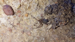 Tegenaria domestica
