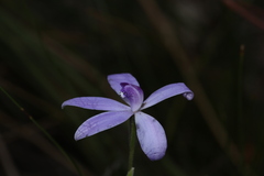 Cyanicula sericea