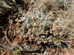 Helichrysum lucilioides